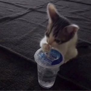 Meet your Posher, Lani